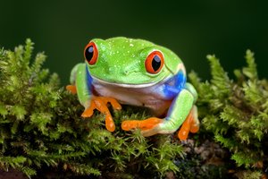 Обои на рабочий стол: red-eyed treefrog, древесная лягушка, лягушка