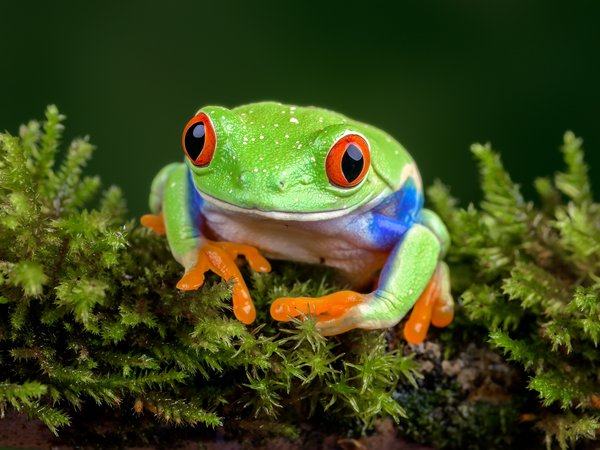 red-eyed treefrog, древесная лягушка, лягушка