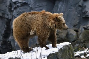 Обои на рабочий стол: медведь, скала, снег