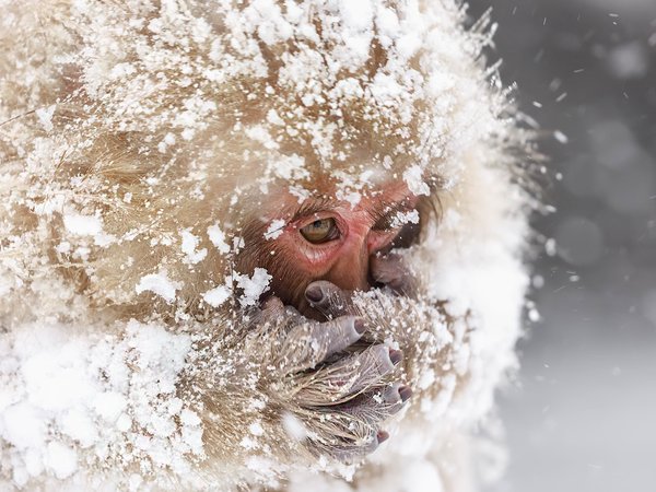 Snowmonkeys, природа, снег