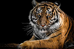Обои на рабочий стол: animal, big cat, predator, tiger