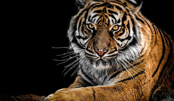 Обои на рабочий стол: animal, big cat, predator, tiger