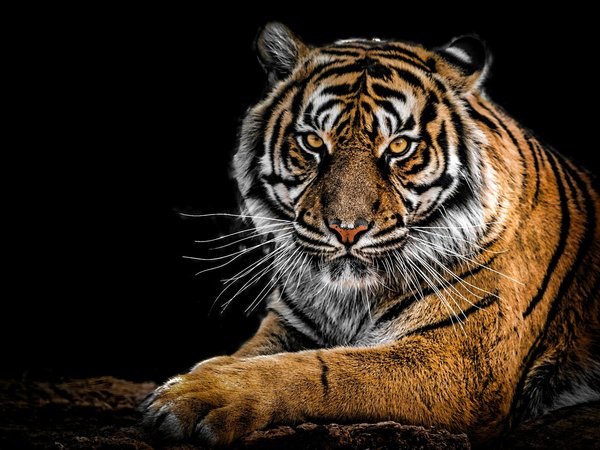 animal, big cat, predator, tiger