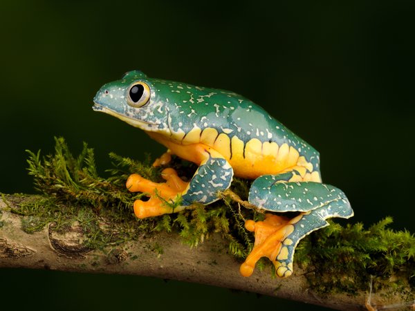 fringed leaf frog, ветка, лягушка, причудливая квакша