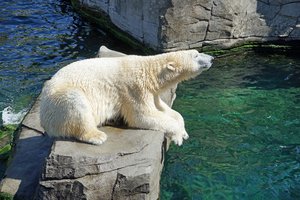 Обои на рабочий стол: белый медведь, вода, мех, фауна