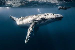 Обои на рабочий стол: blue, bubles, sea, underwater, whale