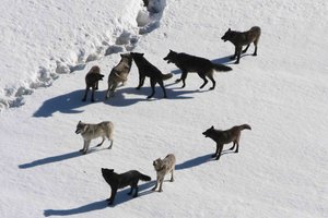 Обои на рабочий стол: animal, Canis lupus. face, nature, portrait, portrait., predator, wildlife, wolf, Wolf Love, wolf pack
