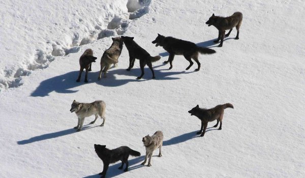 Обои на рабочий стол: animal, Canis lupus. face, nature, portrait, portrait., predator, wildlife, wolf, Wolf Love, wolf pack
