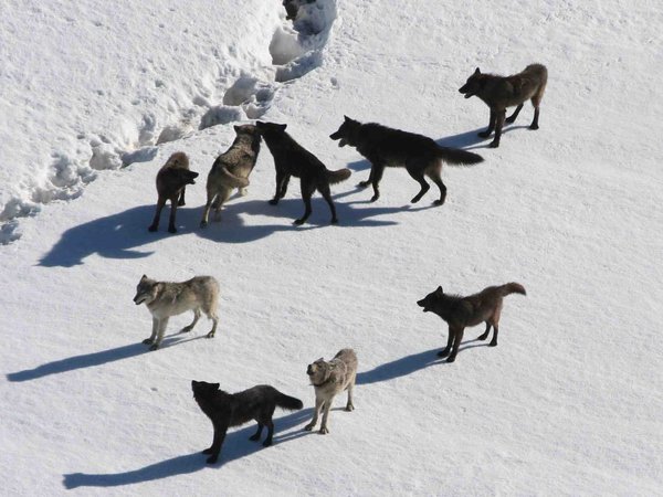 animal, Canis lupus. face, nature, portrait, portrait., predator, wildlife, wolf, Wolf Love, wolf pack