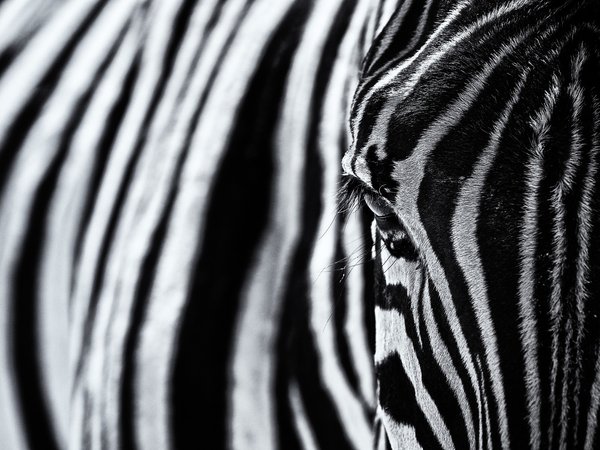 зебра, полоски, текстура, чёрно - белое фото