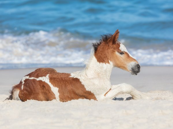жеребенок, лошадка, океан, песок