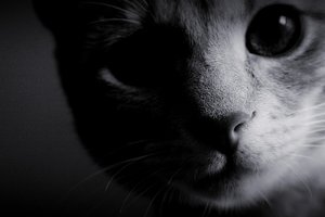 Обои на рабочий стол: глаза, кошка, мордочка, нос, обои, фон, фото, чёрно-белое, шерсть