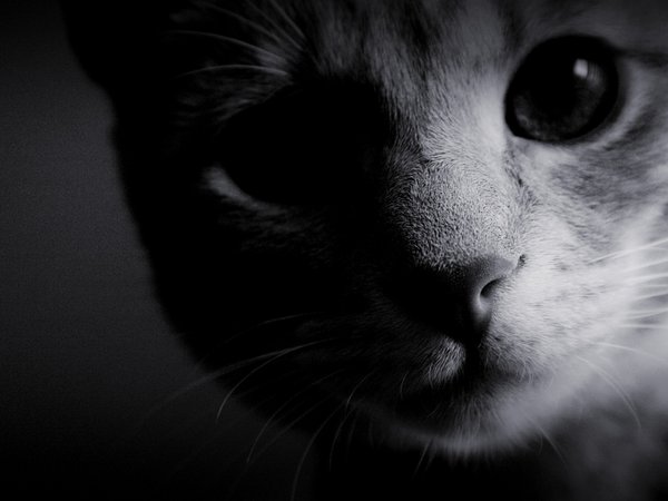 глаза, кошка, мордочка, нос, обои, фон, фото, чёрно-белое, шерсть
