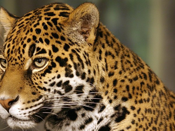 jaguar, кошка, пятна, ягуар