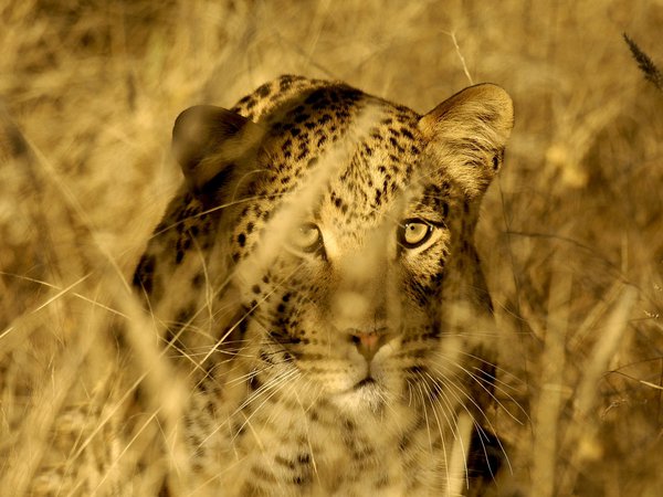 глаза, дикая, затаился, кошка, леопард, морда, охота, саванна, стебли, трава, хищник