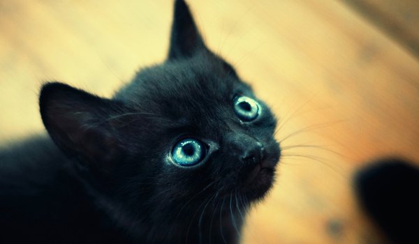 Обои на рабочий стол: глаза, голубые, котенок, макро, маленький, мордочка, черный