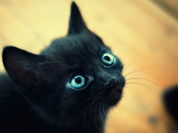 глаза, голубые, котенок, макро, маленький, мордочка, черный