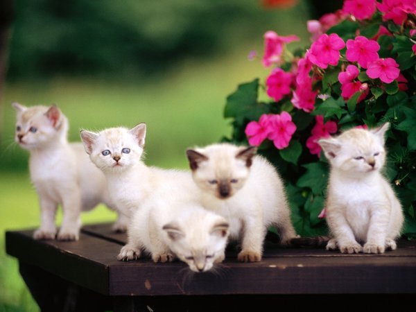 котята, малыши, цветы