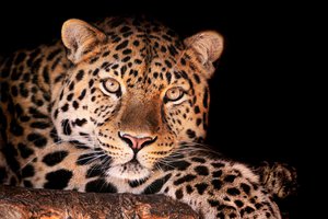 Обои на рабочий стол: magnificent leopard, леопард, смотрит