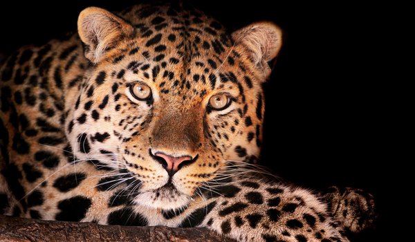 Обои на рабочий стол: magnificent leopard, леопард, смотрит