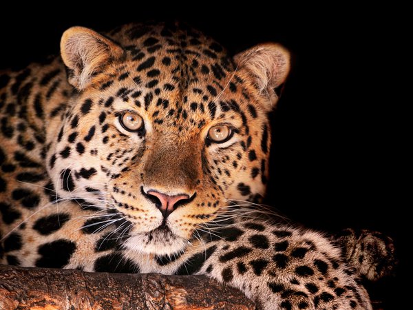 magnificent leopard, леопард, смотрит