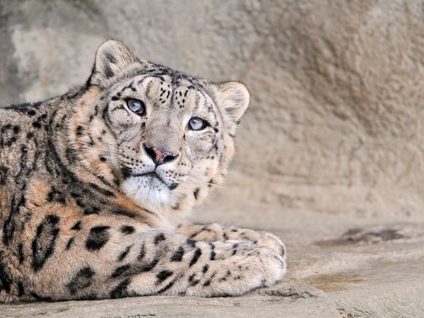snow leopard, большая, кошка, снежный леопард