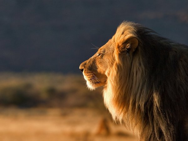 большая, дикая, кошка, лев, самец, хищьник, царь зверей