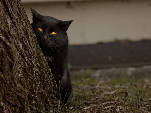 глаза, дерево, кот, смотрит, черный