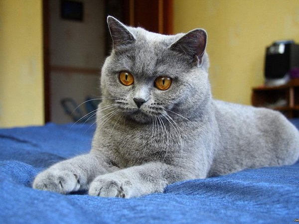 глаза, кот, кошка, лапы, серый, синий фон