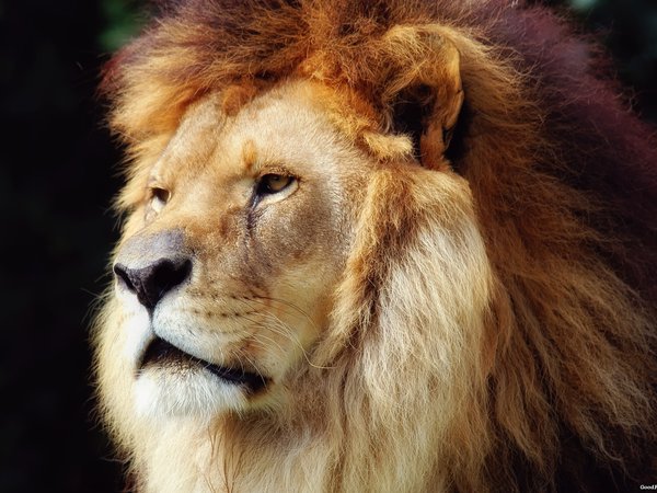 грива, лев, царь зверей