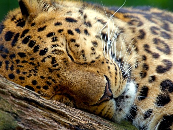 дерево, леопард, спит