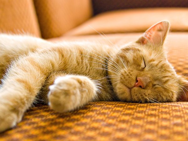 диван, кот, кошка, макро, спит