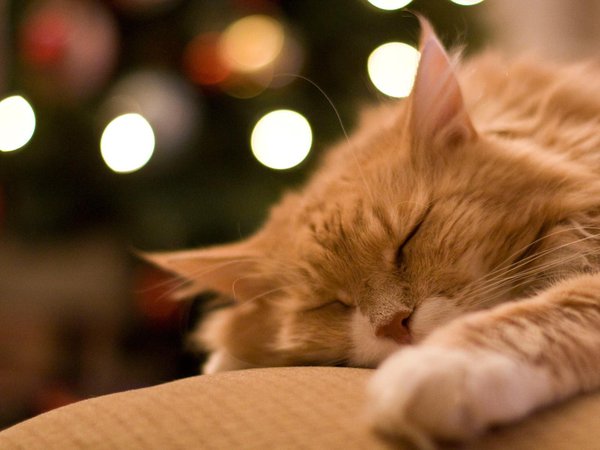 домашнее животное, кот, лежит, отдых, рыжий, сон, спит