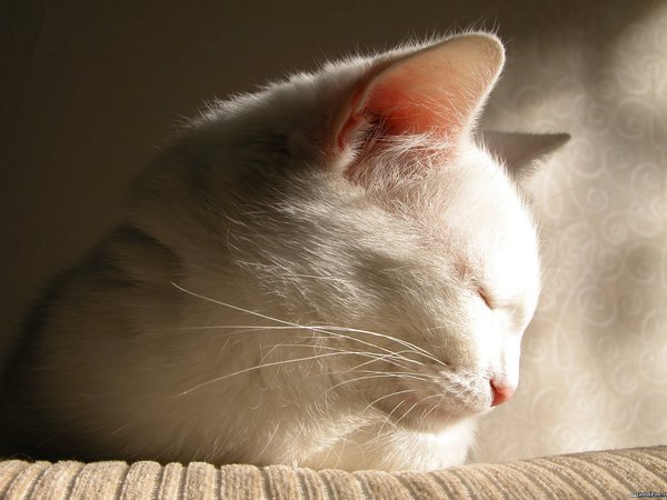 белый, засыпает, кот, прелесть