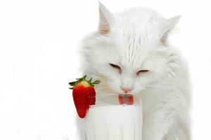 Обои на рабочий стол: белая, клубника, кошка, молоко, стакан
