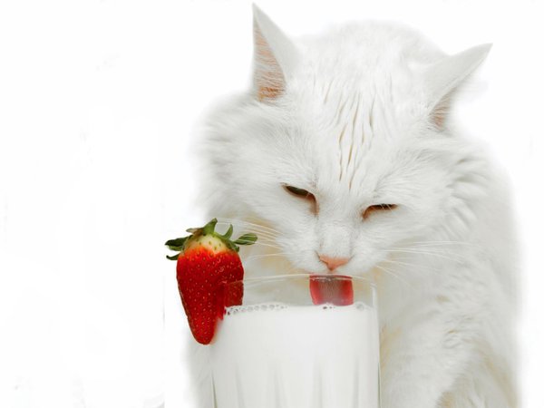 белая, клубника, кошка, молоко, стакан