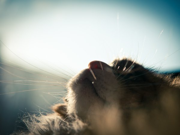 кот, окно, пушистый, солнце, спит, усы
