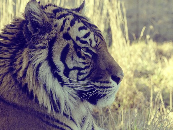 tiger, взгляд, животное, макро, смотрит, тигр, трава