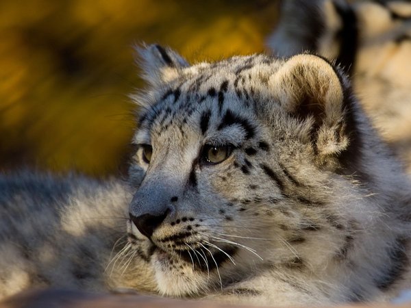 snow leopard, ирбис, леопард, снежный барс, хищник