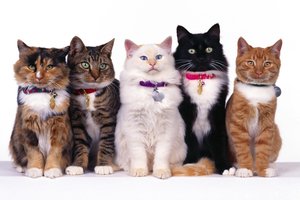 Обои на рабочий стол: белый, вместе, глаза, кот, коты, ошейники, полосатый, пятнистый, пять, рыжий, сидят, усы, черный