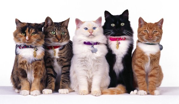 Обои на рабочий стол: белый, вместе, глаза, кот, коты, ошейники, полосатый, пятнистый, пять, рыжий, сидят, усы, черный