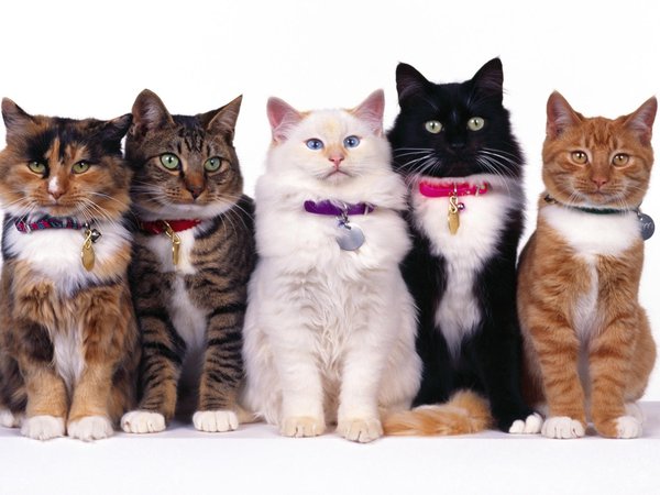 белый, вместе, глаза, кот, коты, ошейники, полосатый, пятнистый, пять, рыжий, сидят, усы, черный