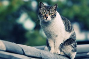 Обои на рабочий стол: кошка, на крыше, смотрит