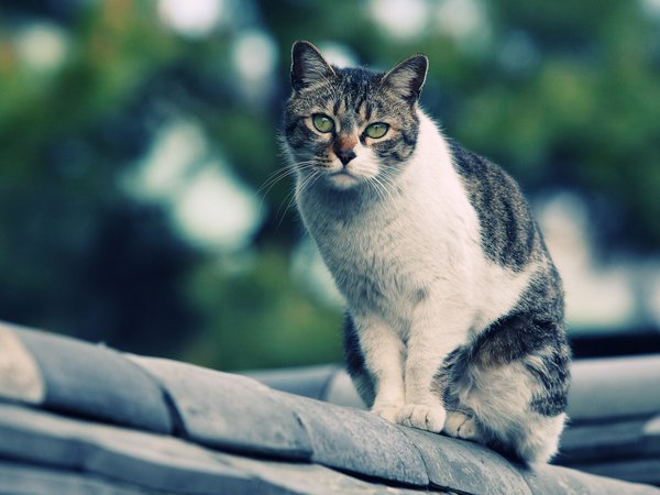 кошка, на крыше, смотрит