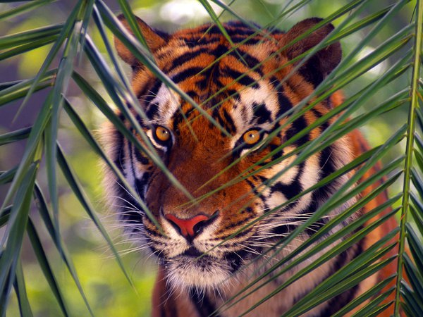 bengal tiger, ветка, животные, тигр
