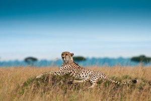 Обои на рабочий стол: acinonyx jubatus, гепард, отдых, охотничий леопард