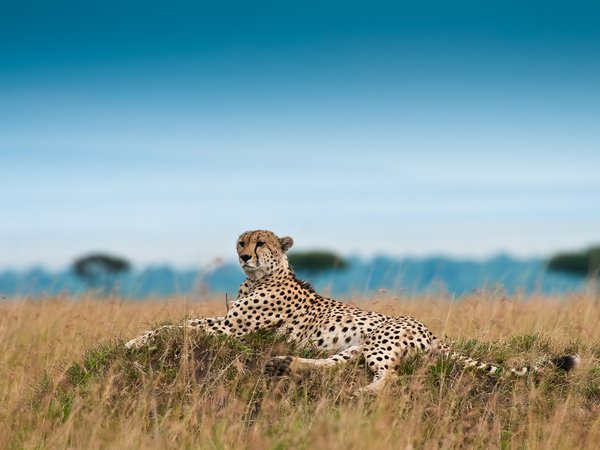 acinonyx jubatus, гепард, отдых, охотничий леопард