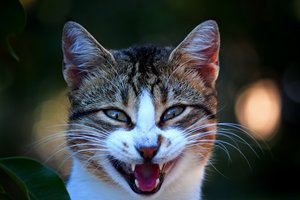 Обои на рабочий стол: зубатый, котэ, мяукало, открыл, пасть