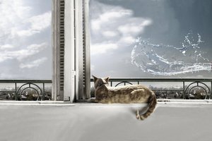 Обои на рабочий стол: cat, вода, кот, окно