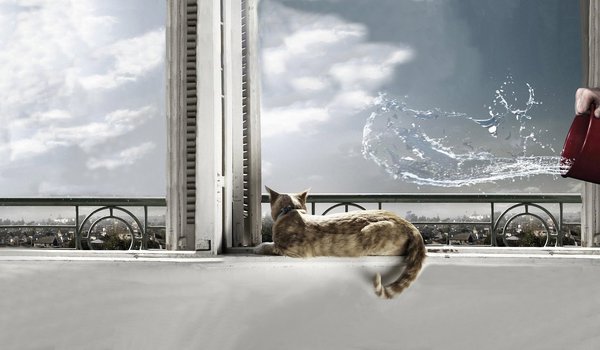 Обои на рабочий стол: cat, вода, кот, окно